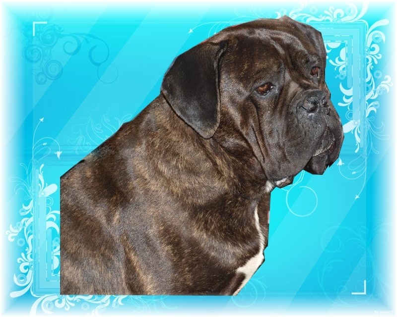 Djinn de la Dynastie des Sages