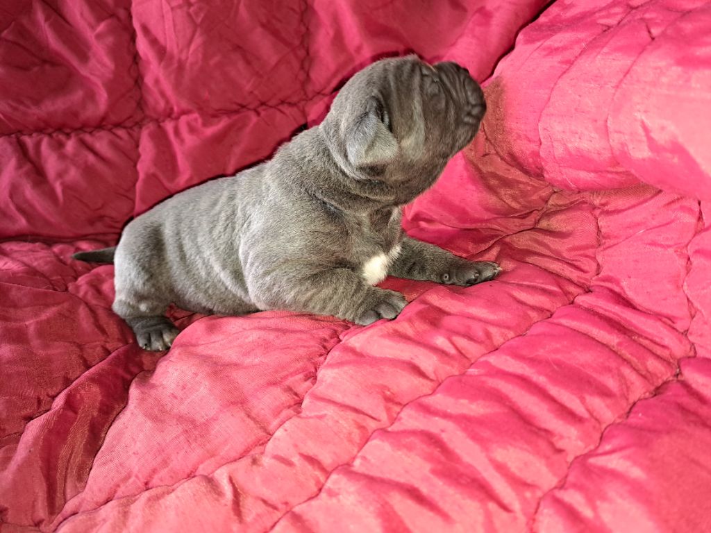 de la Dynastie des Sages - Chiots disponibles - Cane Corso